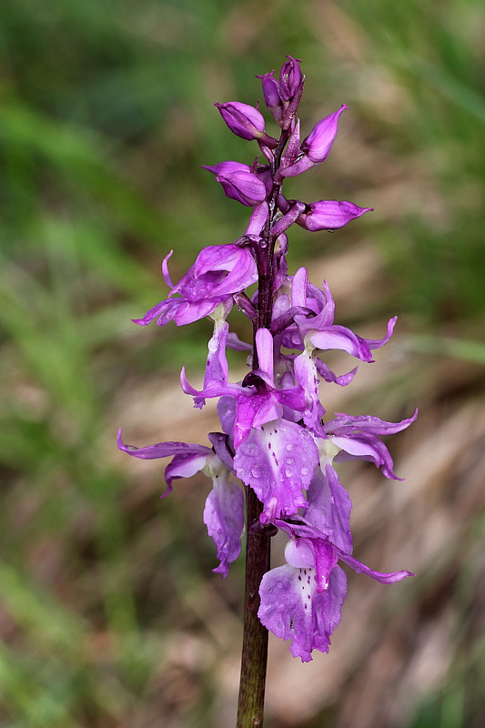 Orchis mascula subsp. speciosa / Orchide elegante